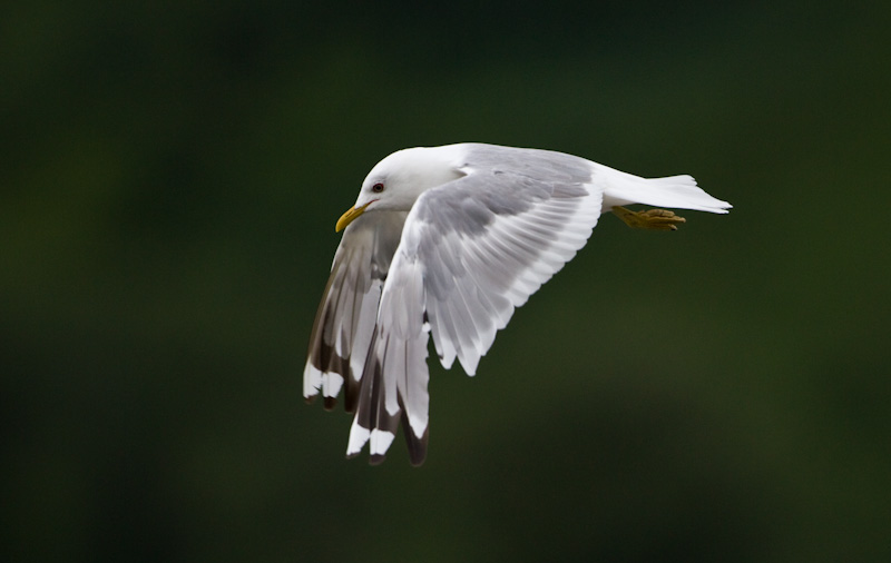 Gull In Flight